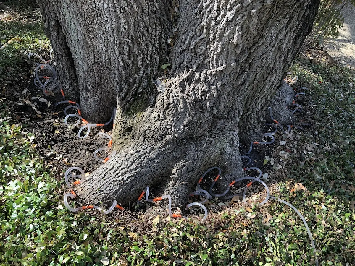 Detailed Tree Cabling and Bracing job site in Boyce