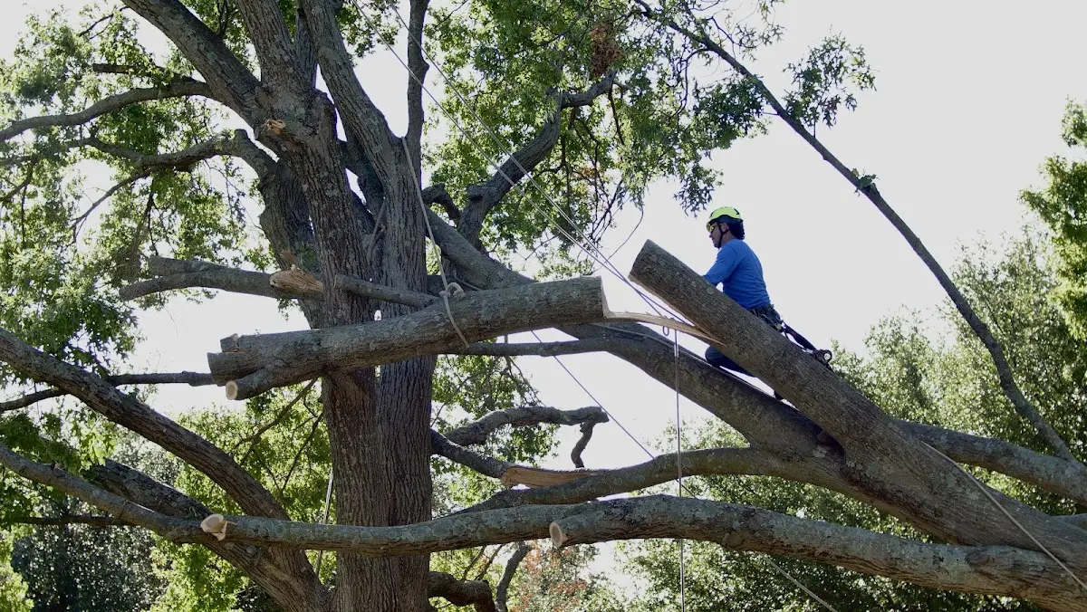 Professional Hazardous Tree Removal performed by certified arborists in Boyce
