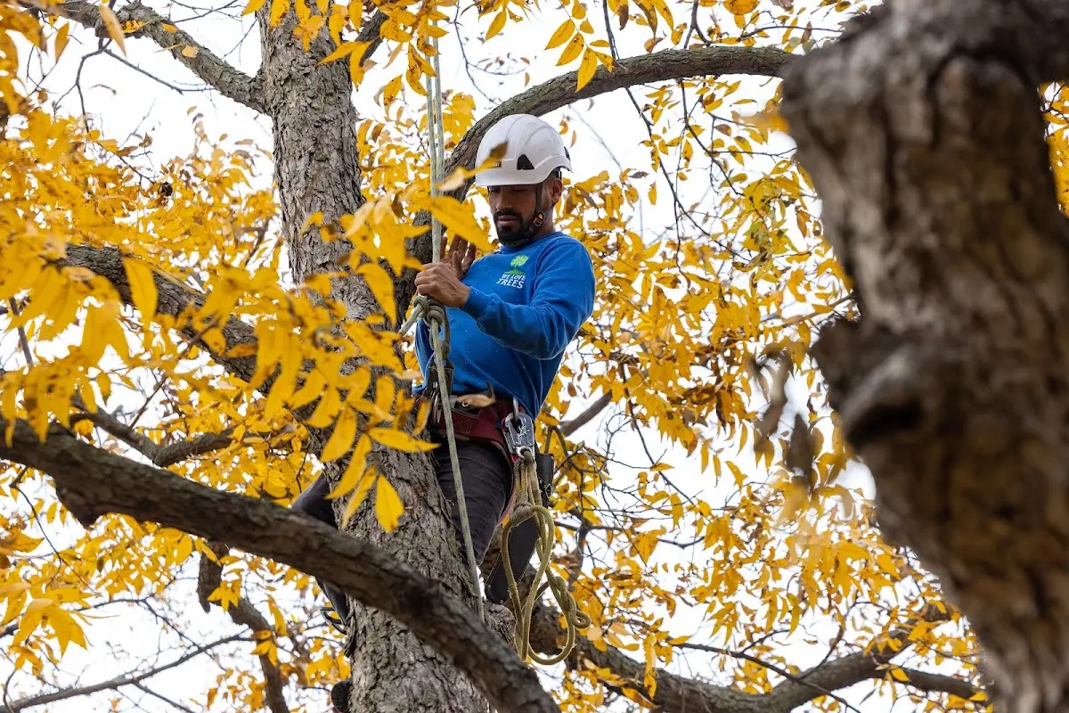 Skilled Storm Damage Cleanup crew working in Boyce